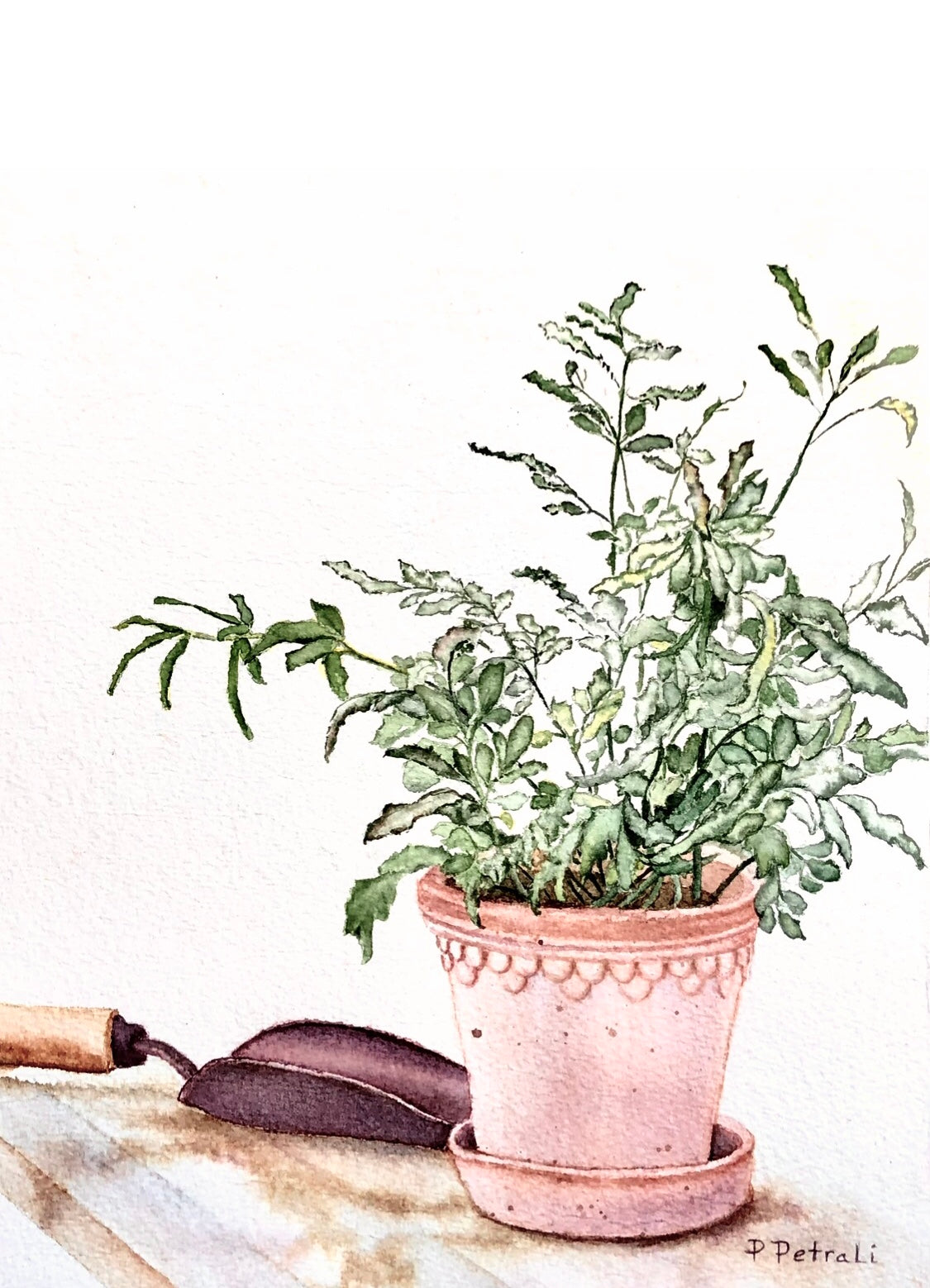 Potted Plant