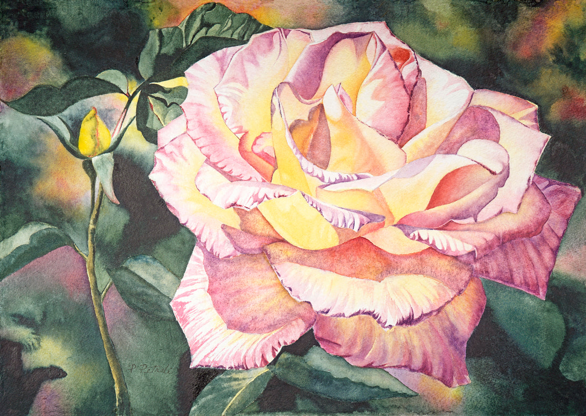 Sun drenched Rose