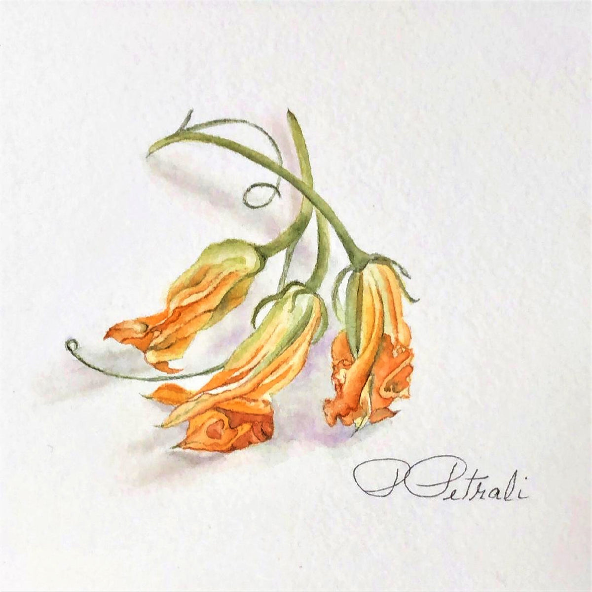 Zucchini Flower