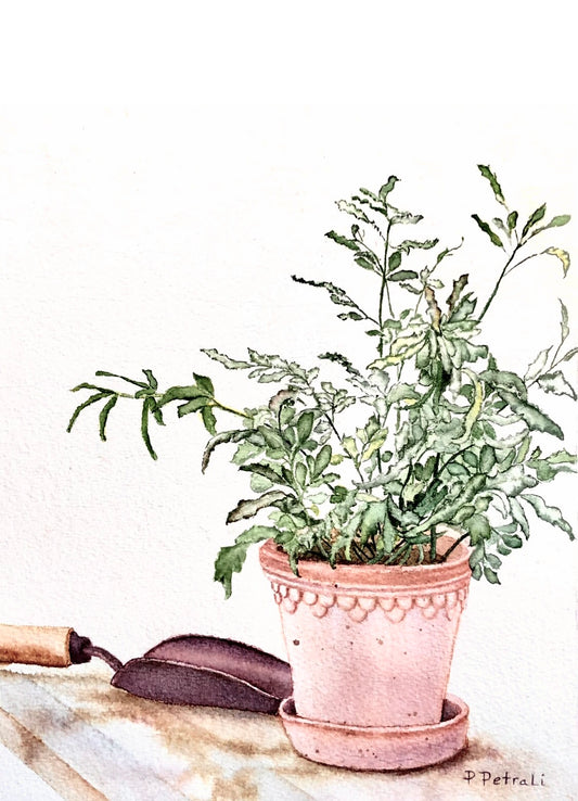 Potted Plant